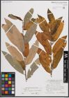 Foto von Salix caprea L. x Salix viminalis L.